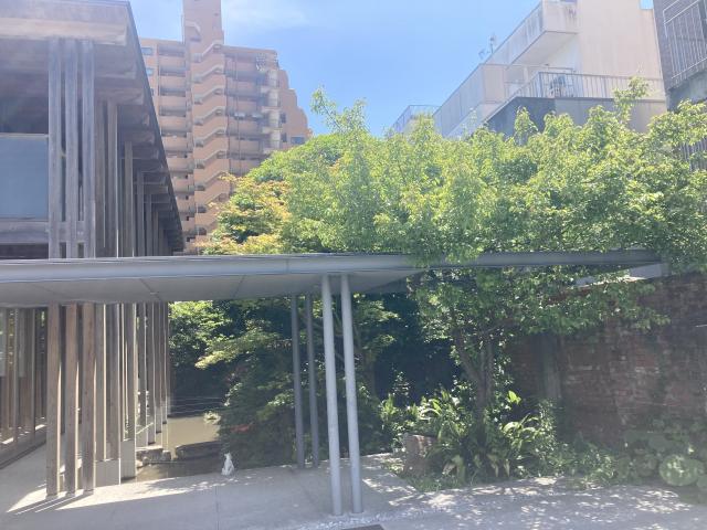 池の鯉